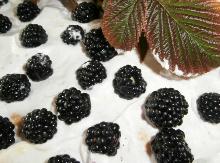 Torta Oda kupini